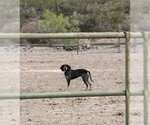 Small #1 Bluetick Coonhound