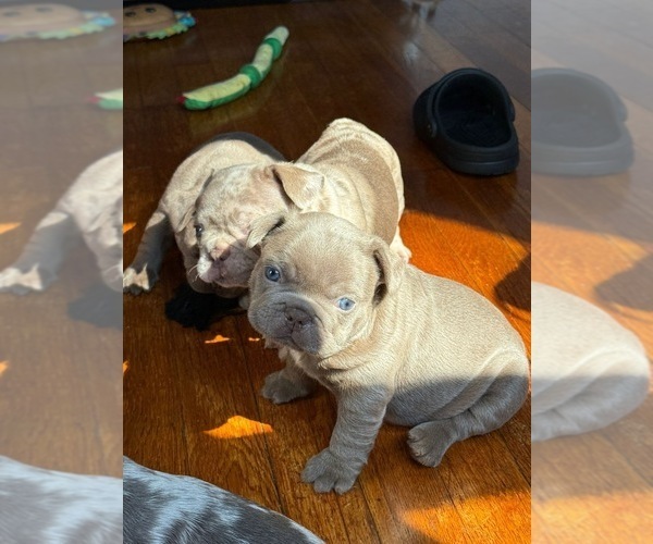 Medium Photo #2 French Bulldog Puppy For Sale in REVERE, MA, USA