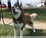 Small Photo #1 Siberian Husky Puppy For Sale in Alameda, CA, USA