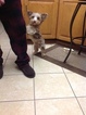 Small Photo #3 Yorkshire Terrier Puppy For Sale in GRESHAM, OR, USA