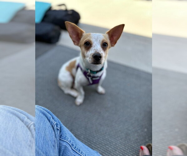 Medium Photo #1 Chihuahua-Unknown Mix Puppy For Sale in Salt Lake City, UT, USA