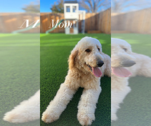 Mother of the Goldendoodle (Miniature) puppies born on 03/08/2024