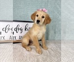 Small #3 Golden Retriever