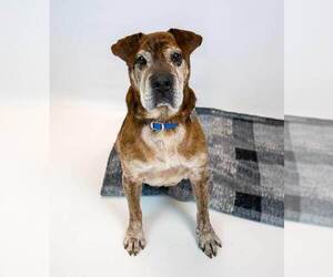 Roy - Male Bulldog-Unknown Mix Dog for Adoption - Photo #7