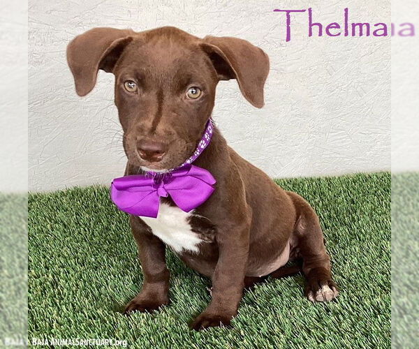 Medium Photo #1 American Pit Bull Terrier-Chocolate Labrador retriever Mix Puppy For Sale in San Diego, CA, USA