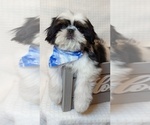 Small Photo #10 Shih Tzu Puppy For Sale in ATWATER, CA, USA