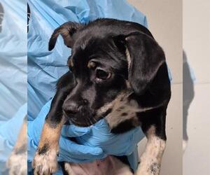 Chihuahua-Unknown Mix Dogs for adoption in Bakersfield, CA, USA