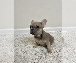 French Bulldog Puppy for sale in CHARLESTON, SC, USA