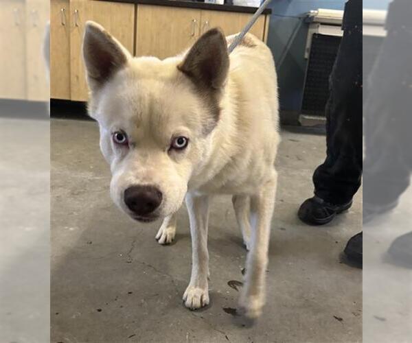 Medium Photo #1 Siberian Husky-Unknown Mix Puppy For Sale in Camarillo, CA, USA