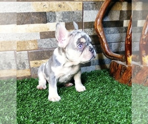 French Bulldog Puppy for sale in DENVER, CO, USA