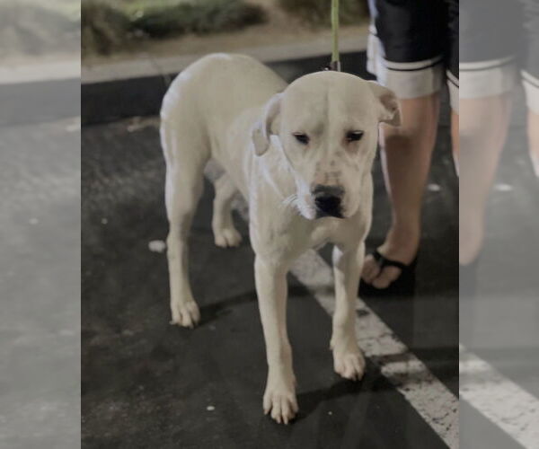Medium Photo #5 American Bulldog-Labrador Retriever Mix Puppy For Sale in Dana Point, CA, USA