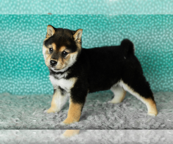 Medium Photo #3 Shiba Inu Puppy For Sale in MILLERSBURG, IN, USA