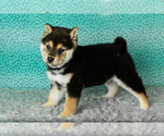 Small #2 Shiba Inu