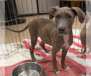 Mutt Dogs for adoption in Plano, TX, USA
