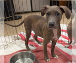 PUTTY - Male Mutt Dog for Adoption - Small photo