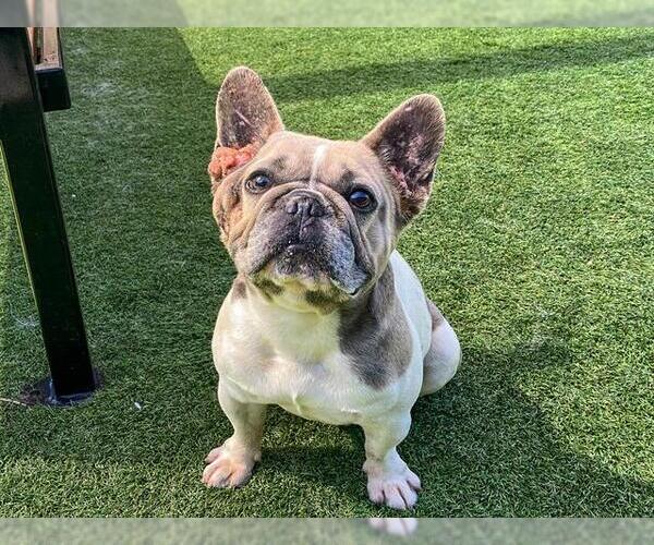 Medium Photo #1 French Bulldog-Unknown Mix Puppy For Sale in Orange, CA, USA