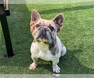 French Bulldog-Unknown Mix Dogs for adoption in Orange, CA, USA