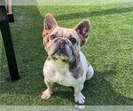 Small French Bulldog Mix