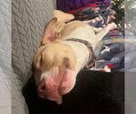 Small #8 American Pit Bull Terrier Mix