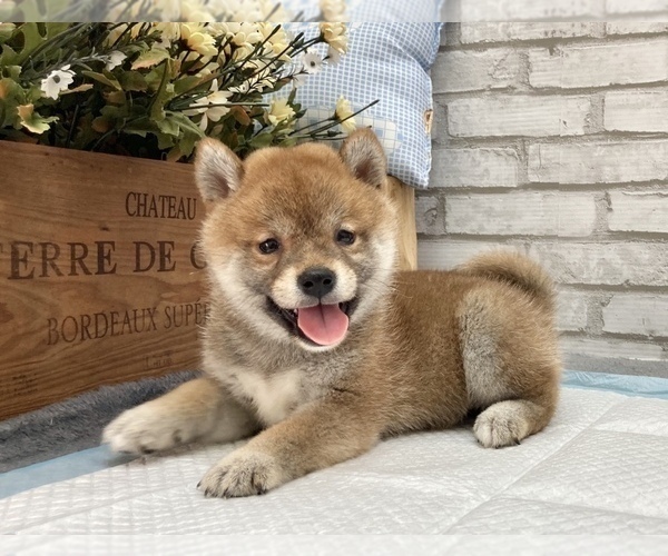 Medium Photo #11 Shiba Inu Puppy For Sale in LOS ANGELES, CA, USA