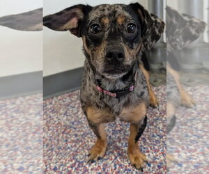 Chiweenie Dogs for adoption in Shelbyville, TN, USA