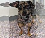 Small Chiweenie