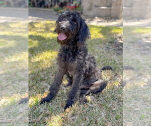 Wirehaired lab Dogs for adoption in PIPE CREEK, TX, USA