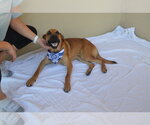 Small #1 Mutt