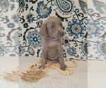 Small #1 Weimaraner