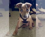 Small #1 American Pit Bull Terrier-Labrador Retriever Mix