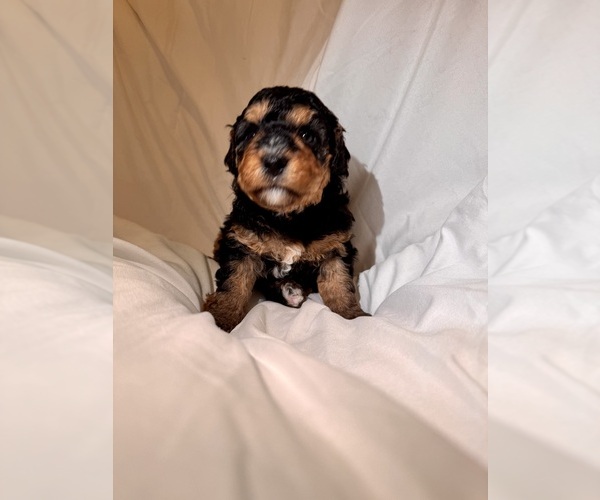 Medium Photo #45 Miniature Bernedoodle Puppy For Sale in AUBURNDALE, FL, USA