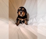 Small Photo #45 Miniature Bernedoodle Puppy For Sale in AUBURNDALE, FL, USA