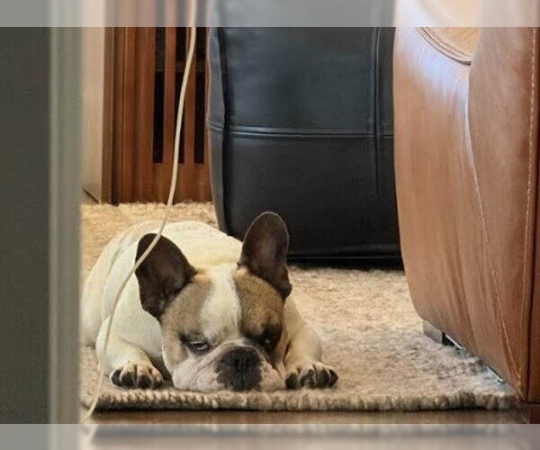 Medium Photo #3 French Bulldog Puppy For Sale in San Diego, CA, USA