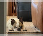 Small #2 French Bulldog