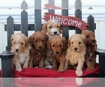 Small Photo #3 Goldendoodle-Poodle (Miniature) Mix Puppy For Sale in RONKS, PA, USA