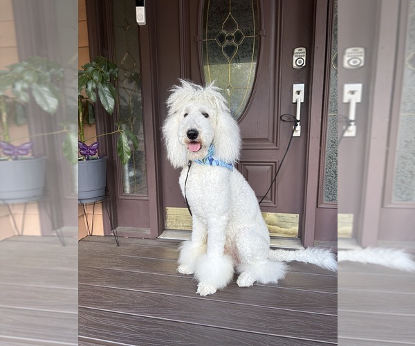 Medium Photo #1 Schnoodle (Giant) Puppy For Sale in AUBURNDALE, FL, USA