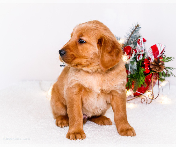 Medium Photo #8 Golden Retriever Puppy For Sale in WAKARUSA, IN, USA