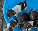 Small Photo #3 German Shorthaired Pointer-German Wirehaired Pointer Mix Puppy For Sale in DEFUNIAK SPRINGS, FL, USA