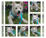 Small Photo #3 Pomsky Puppy For Sale in NILES, OH, USA