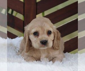 Cocker Spaniel Puppy for sale in HERSHEY, PA, USA