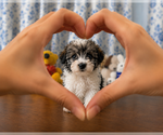 Small #16 Morkie