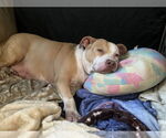 Small #4 American Pit Bull Terrier-Staffordshire Bull Terrier Mix