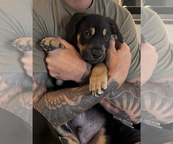 Medium Photo #1 Rottweiler-Unknown Mix Puppy For Sale in Dana Point, CA, USA