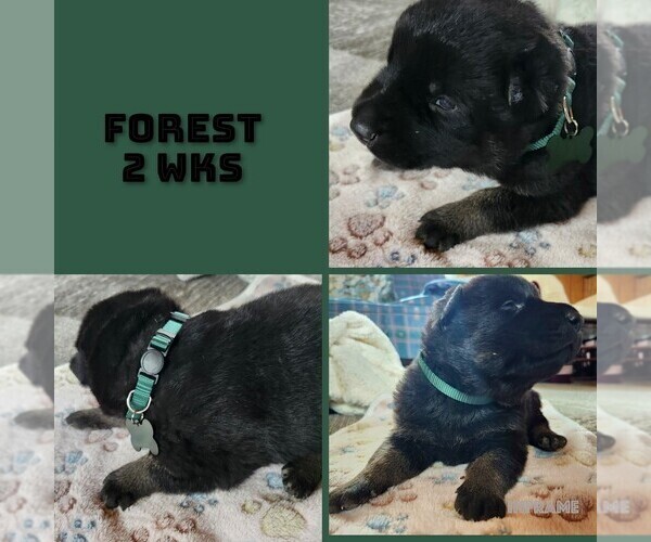 Medium Photo #4 German Shepherd Dog Puppy For Sale in BROOKFIELD, MO, USA