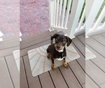 Small #1 Rottweiler Mix