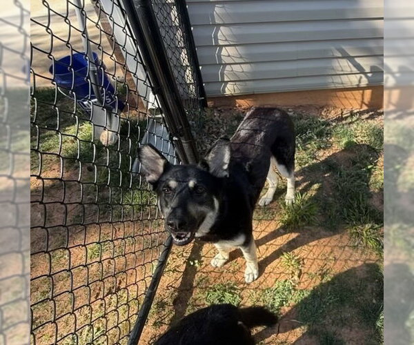 Medium Photo #6 Mutt Puppy For Sale in Mooresville, NC, USA