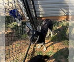 Small #5 Mutt