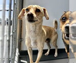 Small #1 Chihuahua Mix