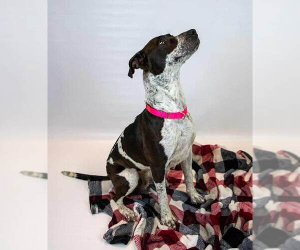 Medium Photo #3 Lab-Pointer Puppy For Sale in Kennesaw, GA, USA