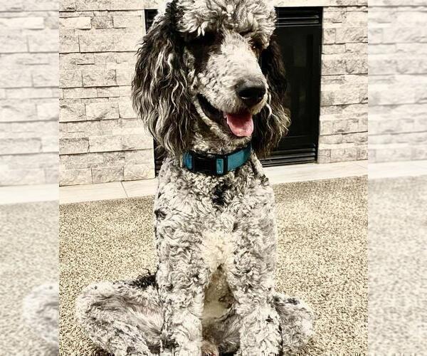 Medium Photo #1 Sheepadoodle Puppy For Sale in NEW BALTIMORE, MI, USA